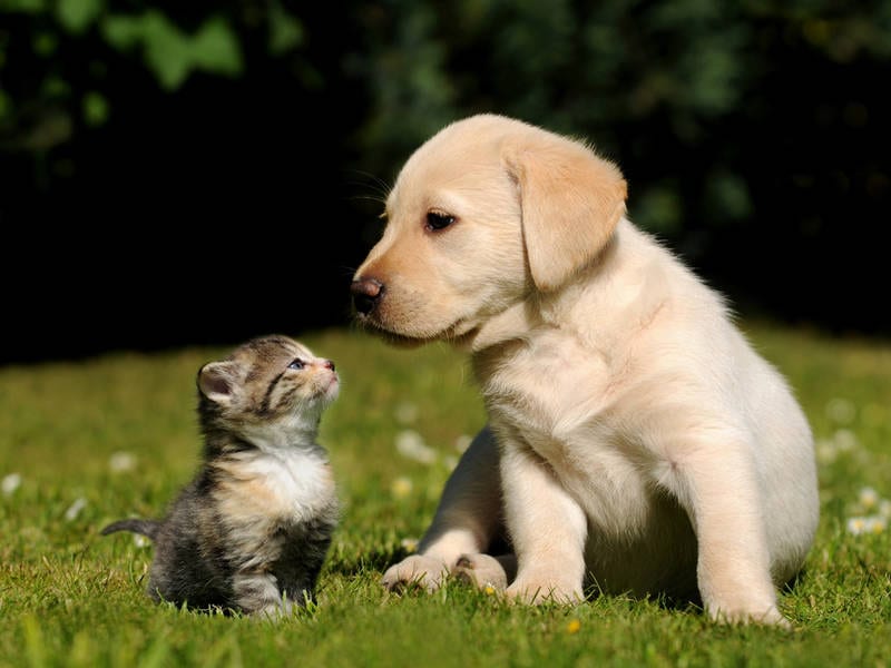 Cat And Dog 1512498556 5574